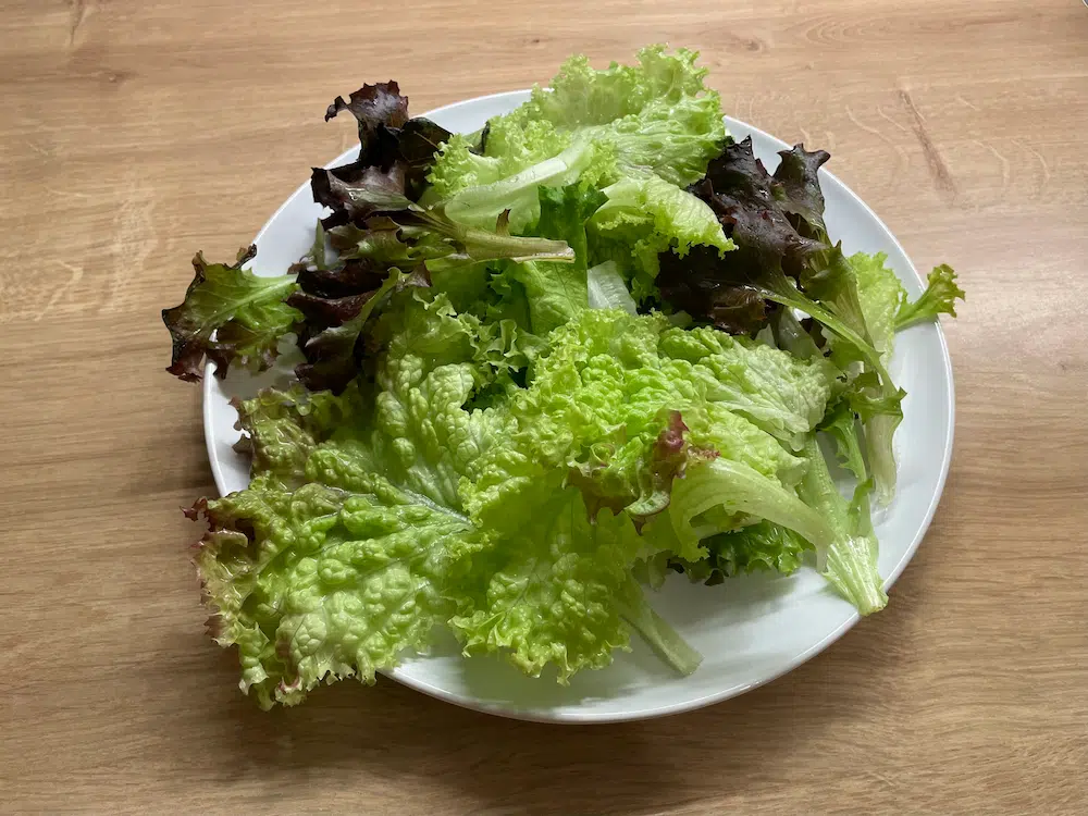 lettuce for ssam
