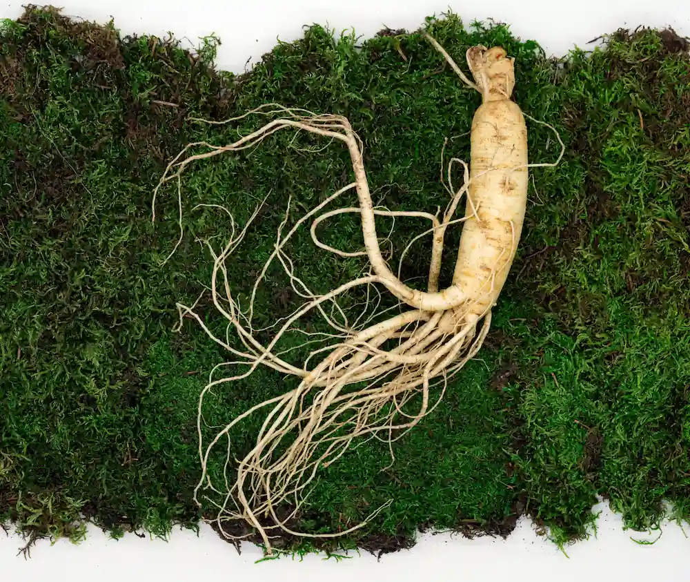 ginseng